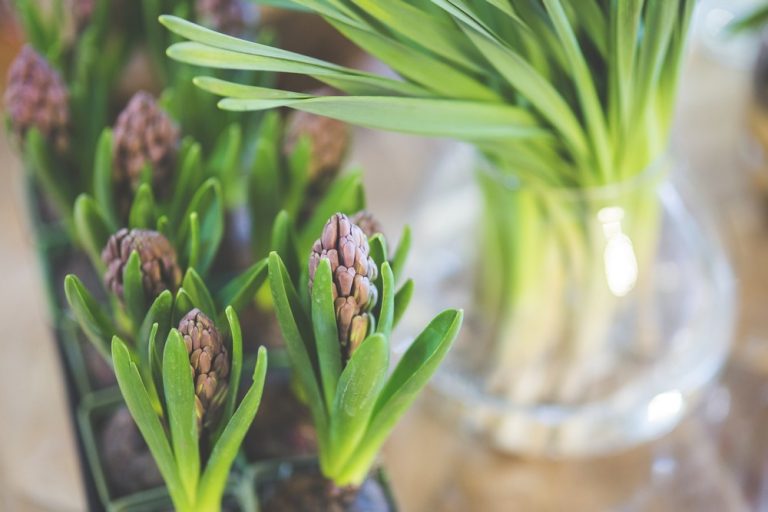 hyacinths